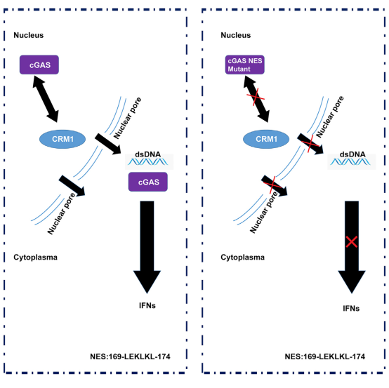 cGAS出核信號(hào)及其功能示意圖